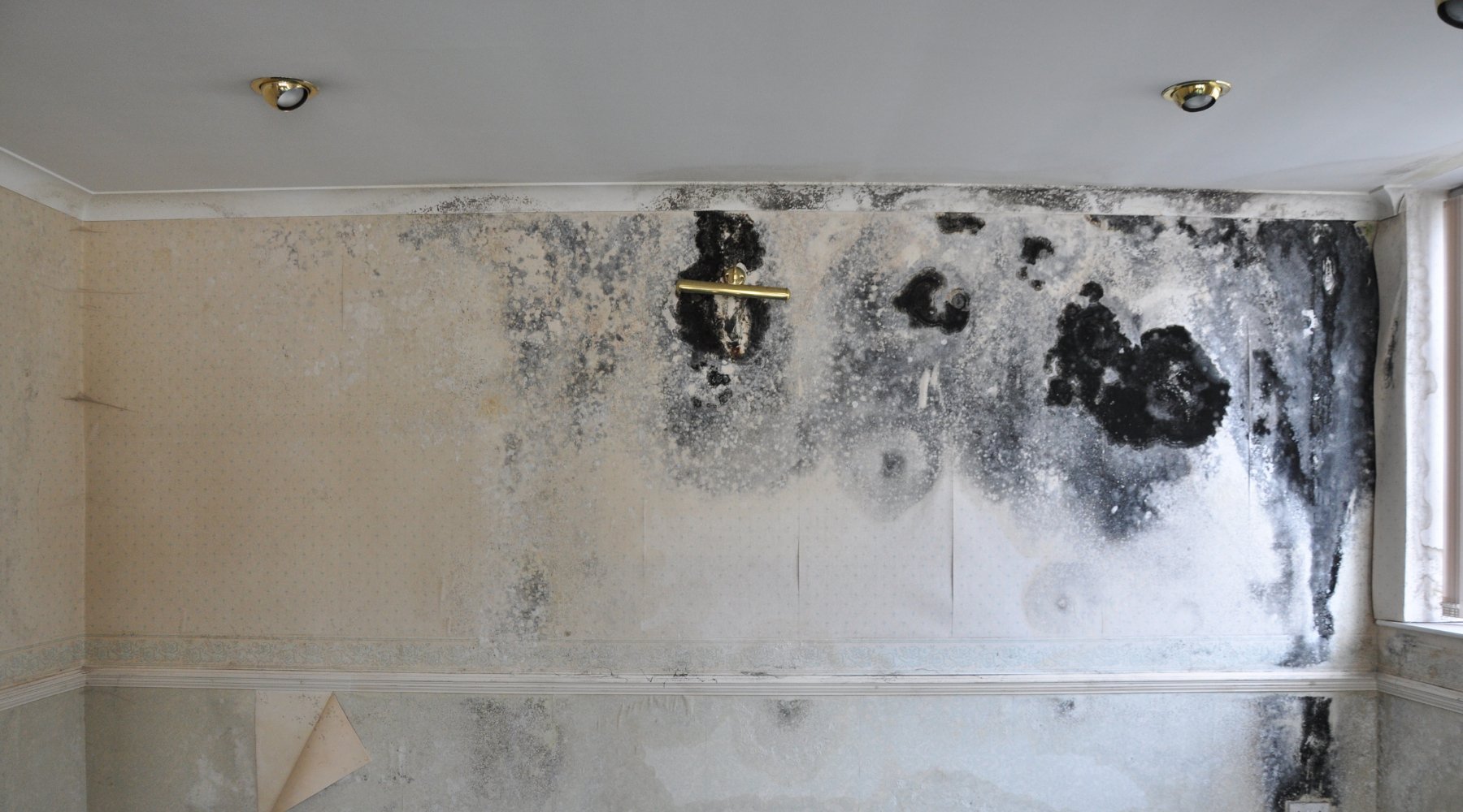 Types of Damp, Mould, and Condensation: Identification and Treatment Guide - PaintOutlet.co.uk