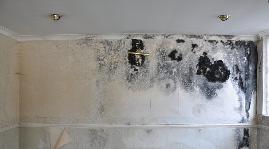 Types of Damp, Mould, and Condensation: Identification and Treatment Guide - PaintOutlet.co.uk